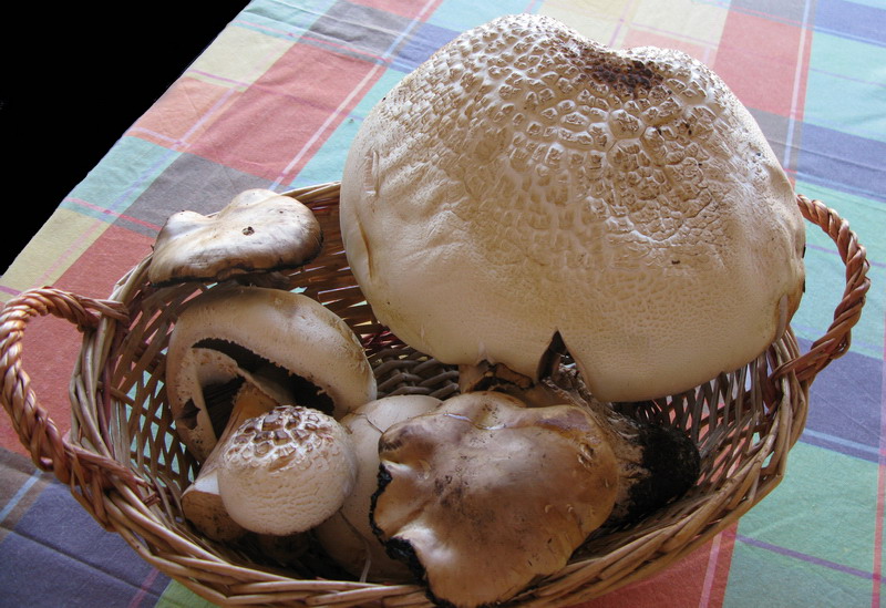 in alta quota nei miei Sibillini